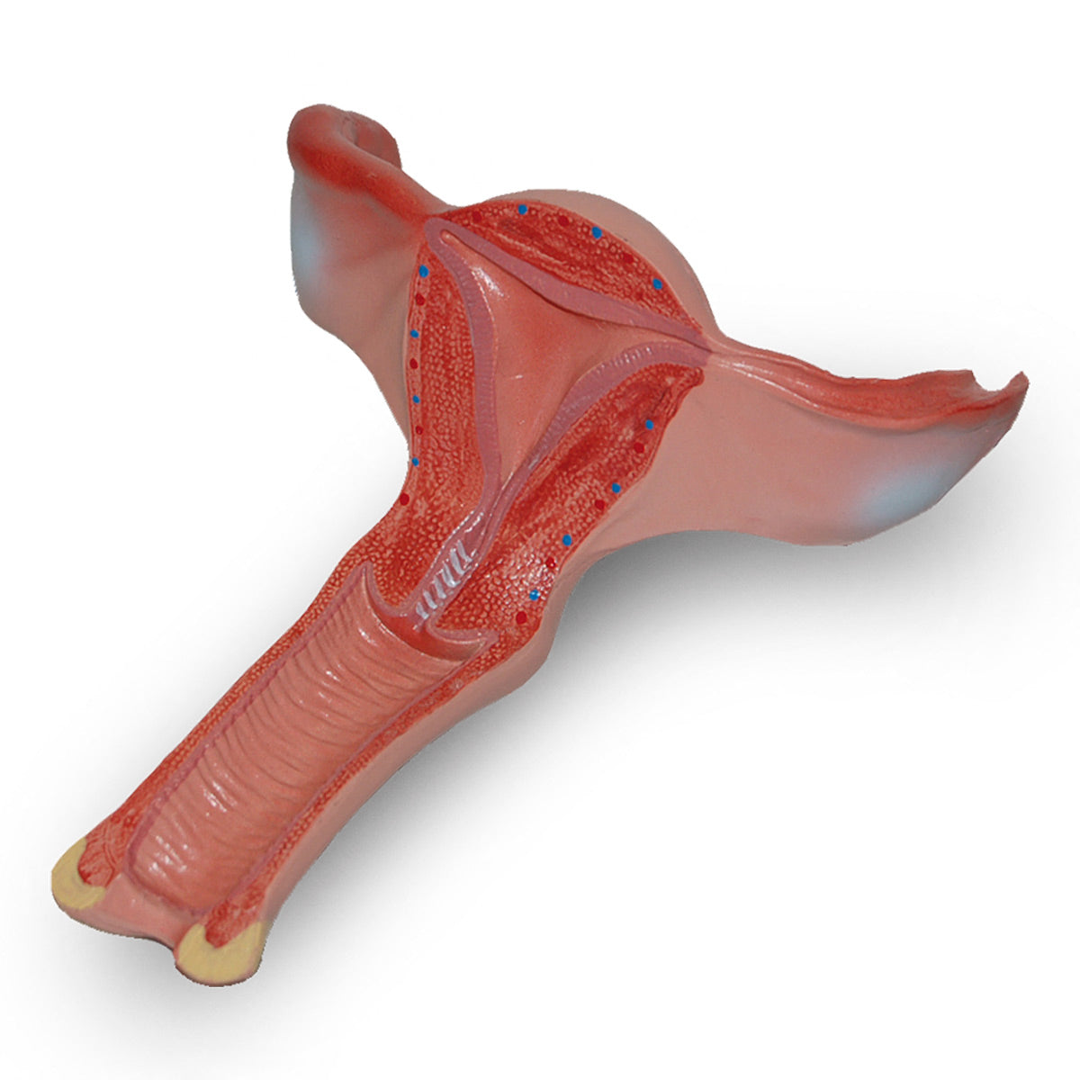 Elite Edusex Sexual Education Bag